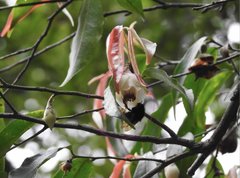 Bombus eximius
