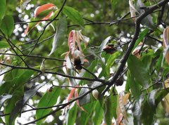 Bombus eximius