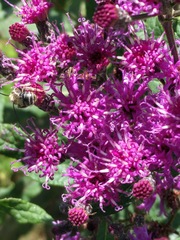 Melissodes denticulatus