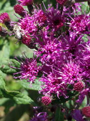 Melissodes denticulatus
