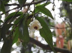 Camellia caudata