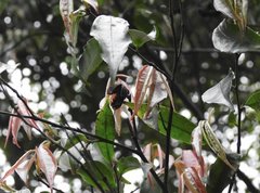 Camellia caudata