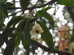 Camellia caudata