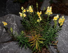 Linaria vulgaris