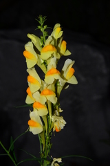 Linaria vulgaris