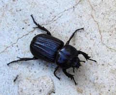 Phileurus