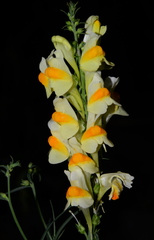 Linaria vulgaris