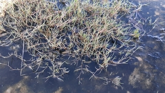 Puccinellia phryganodes