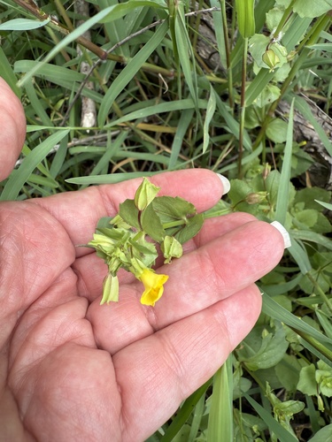 Erythranthe inamoena (Erythranthe inamoena)
