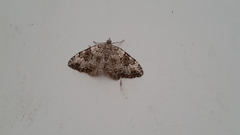Xanthorhoe iduata