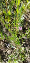 Lythrum californicum