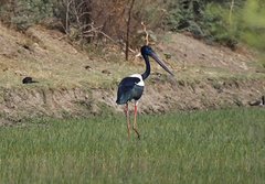 Ephippiorhynchus asiaticus asiaticus