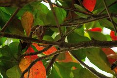 Epomophorus gambianus