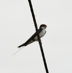 Hirundo smithii