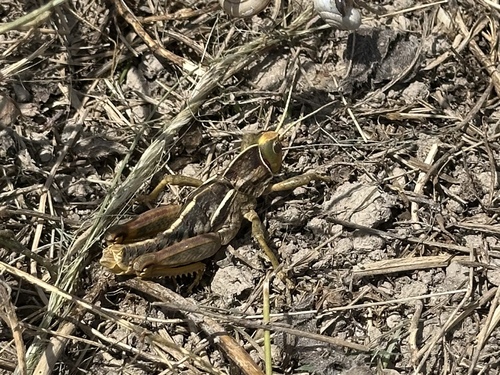 Pamphagus tunetanus