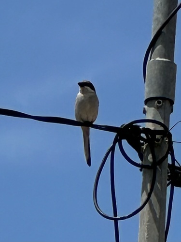 Great Gray Shrike