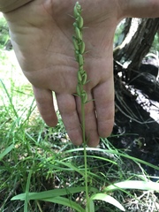Platanthera aquilonis