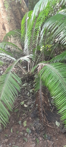 Encephalartos villosus