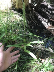 Platanthera aquilonis