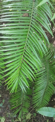 Encephalartos villosus