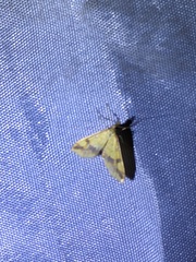 Choristostigma plumbosignalis