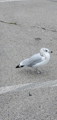 Larus delawarensis