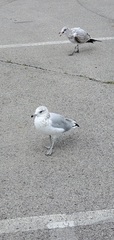 Larus delawarensis