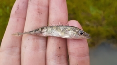Pungitius pungitius