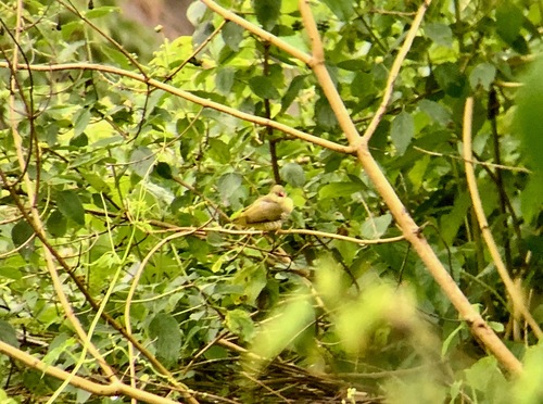 Green Avadavat (Amandava formosa), photo 5