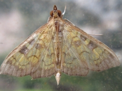 Uresiphita gracilis