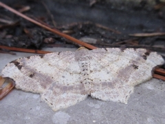 Macaria shanghaisaria