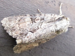 Mamestra brassicae