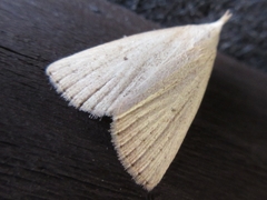 Stenhypena nigripuncta