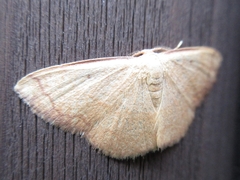 Pylargosceles steganioides