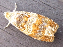 Olethreutes dolosana