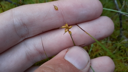 Image of Carex alascana by (c) Quinten Wiegersma, some rights reserved (CC BY)