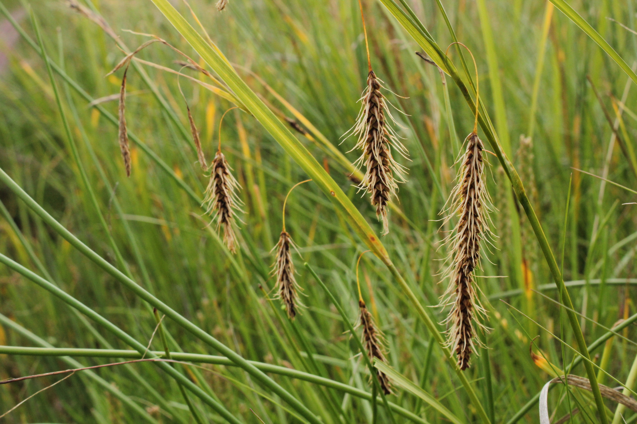 Carex paleacea