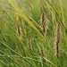 Chaffy Sedge - Photo (c) Quinten Wiegersma, some rights reserved (CC BY), uploaded by Quinten Wiegersma