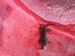 Sceloporus occidentalis