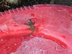 Sceloporus occidentalis