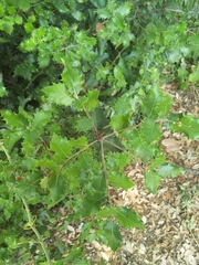 Quercus ilex
