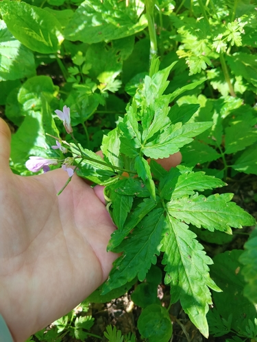Image of Cardamine quinquefolia by (c) Maria Kohanovskaya, some rights reserved (CC BY)