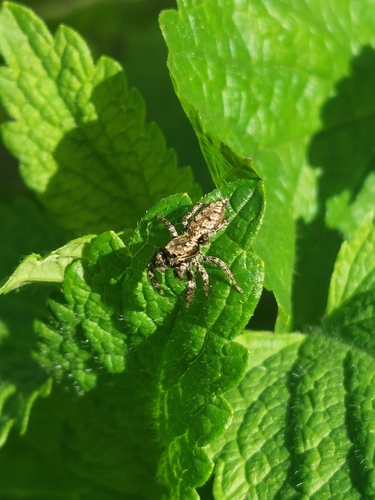Photo of Fencepost jumping spider (Marpissa muscosa)