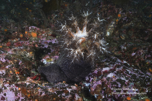 Photo of Orange-footed sea cucumber (Cucumaria frondosa)