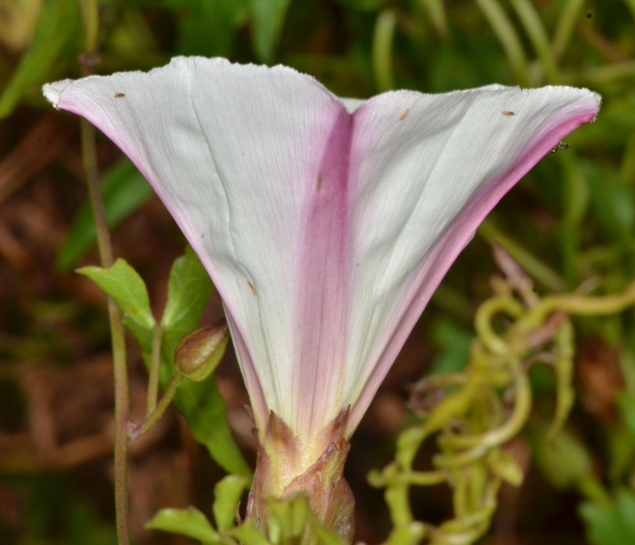 Calystegia macrostegia ssp. cyclostegia