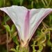 Calystegia macrostegia cyclostegia - Photo (c) dloarie, some rights reserved (CC BY), uploaded by dloarie