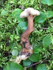Cudoniaceae