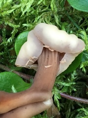 Cudoniaceae