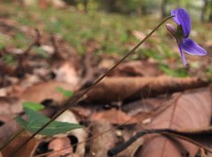 Viola inconspicua