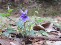Viola inconspicua